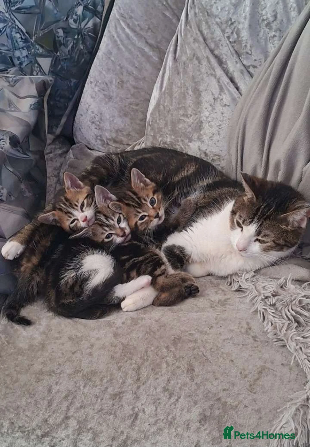 British Shorthair cats for sale: Kittens for sale - Advert 1