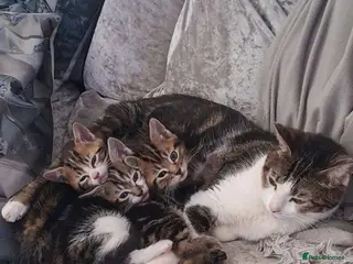 British Shorthair cats Kittens for sale - Advert 14