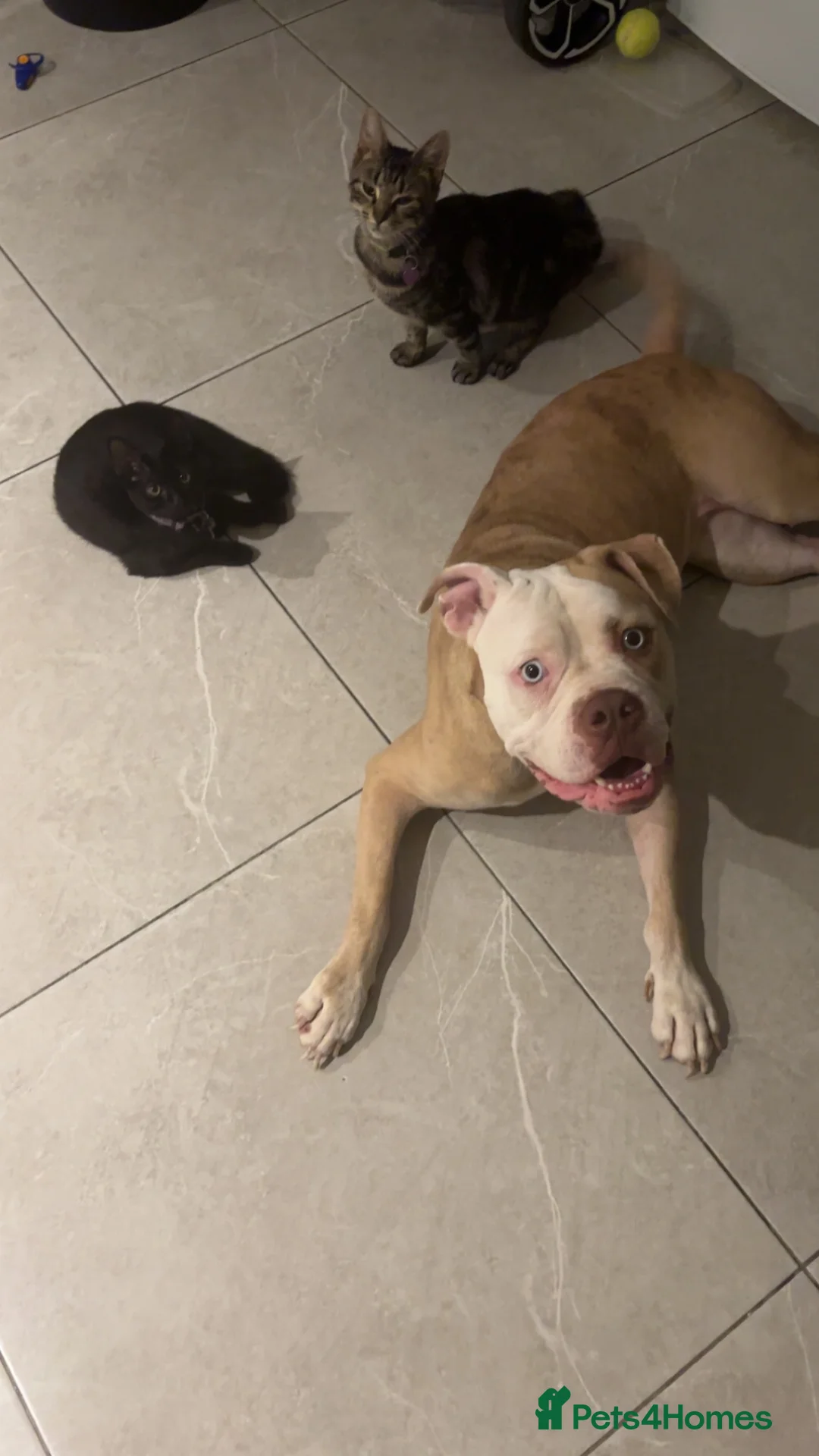 Gallery Image {{count}}