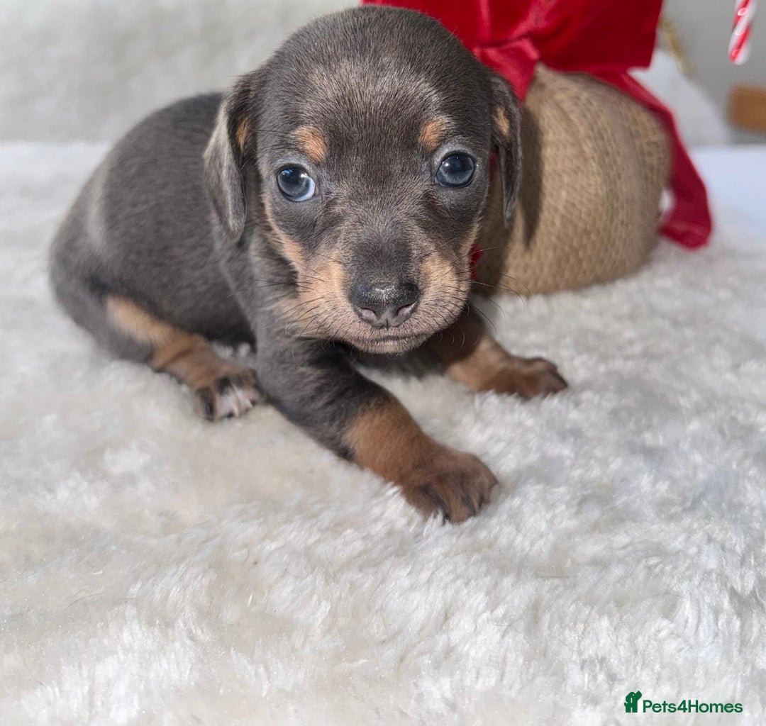 Chiweenie dogs for sale: 3 Gorgeous Girls & 2 Beautiful Boys  - Advert 20