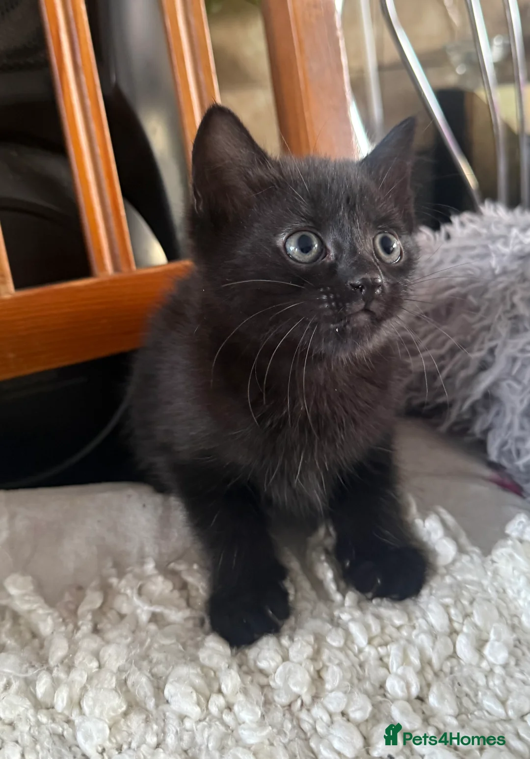 Mixed Breed cats for sale: 5 adorable kittens for sale! - Advert 7