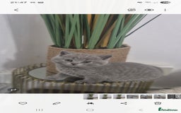 British Shorthair cats for sale: Pure BSH kittens GCCF Last Boy Left £700 - Image 8