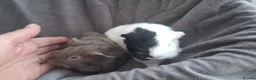 Guinea Pig rodents for sale: Bonded pair of female guinea pigs  - Advert 7