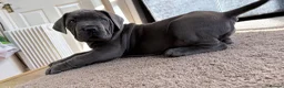 Boerboel dogs for sale: STUNNING NABBR REGISTERED GIRLS.  - Advert 13
