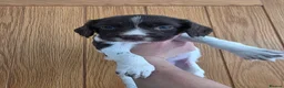 English Springer Spaniel dogs for sale: Stunning litter of English Springer Spaniels  - Advert 13