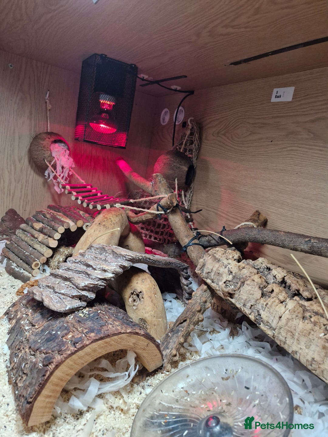 Mouse rodents for sale: Micro squirrels/ African pigmy door mouse - Image 2