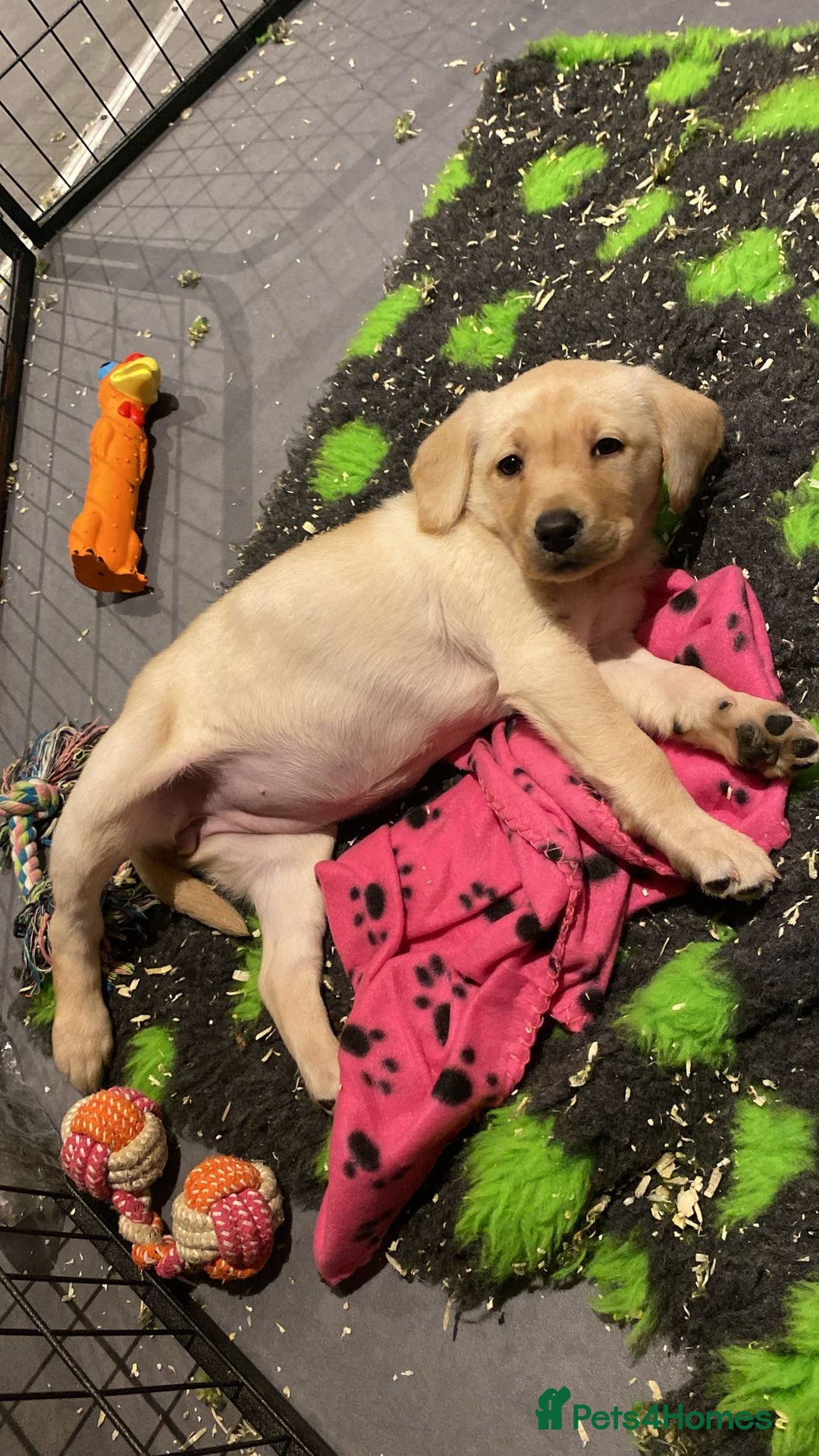 Labrador Retriever dogs for sale: Yellow and Labrador puppiea - Advert 5