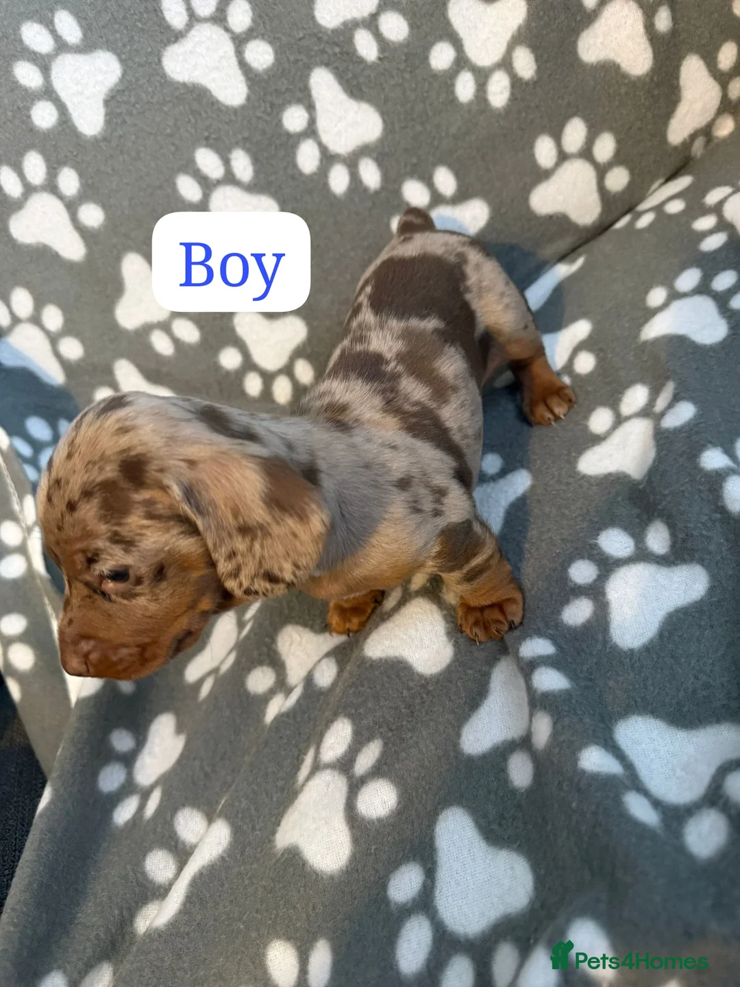 Miniature Dachshund dogs for sale: Miniature dachshund  - Advert 17