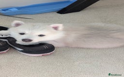 Pomsky dogs for sale: Vergil - Image 8