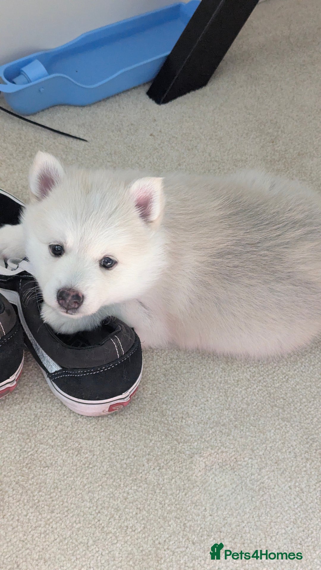 Pomsky dogs for sale: Vergil - Image 8