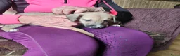 Mixed Breed dogs for sale: Bedlington whippet greyhound  - Advert 30