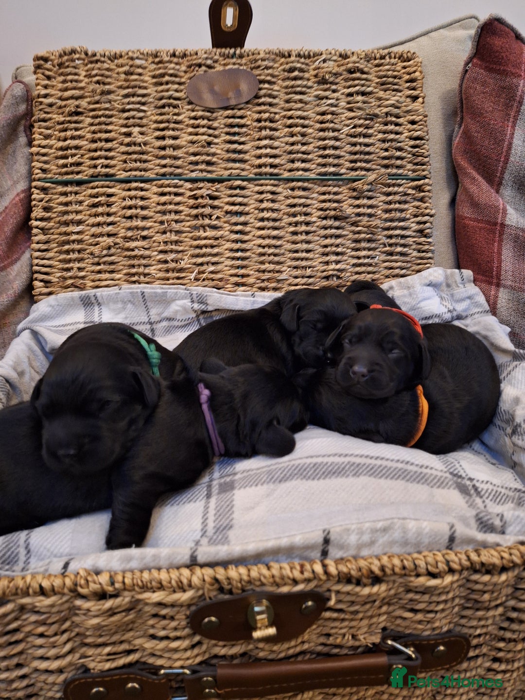 Cockerdor dogs for sale: stunning cockerdors (1left)🐶 5⭐️ licensed breeder - Advert 15