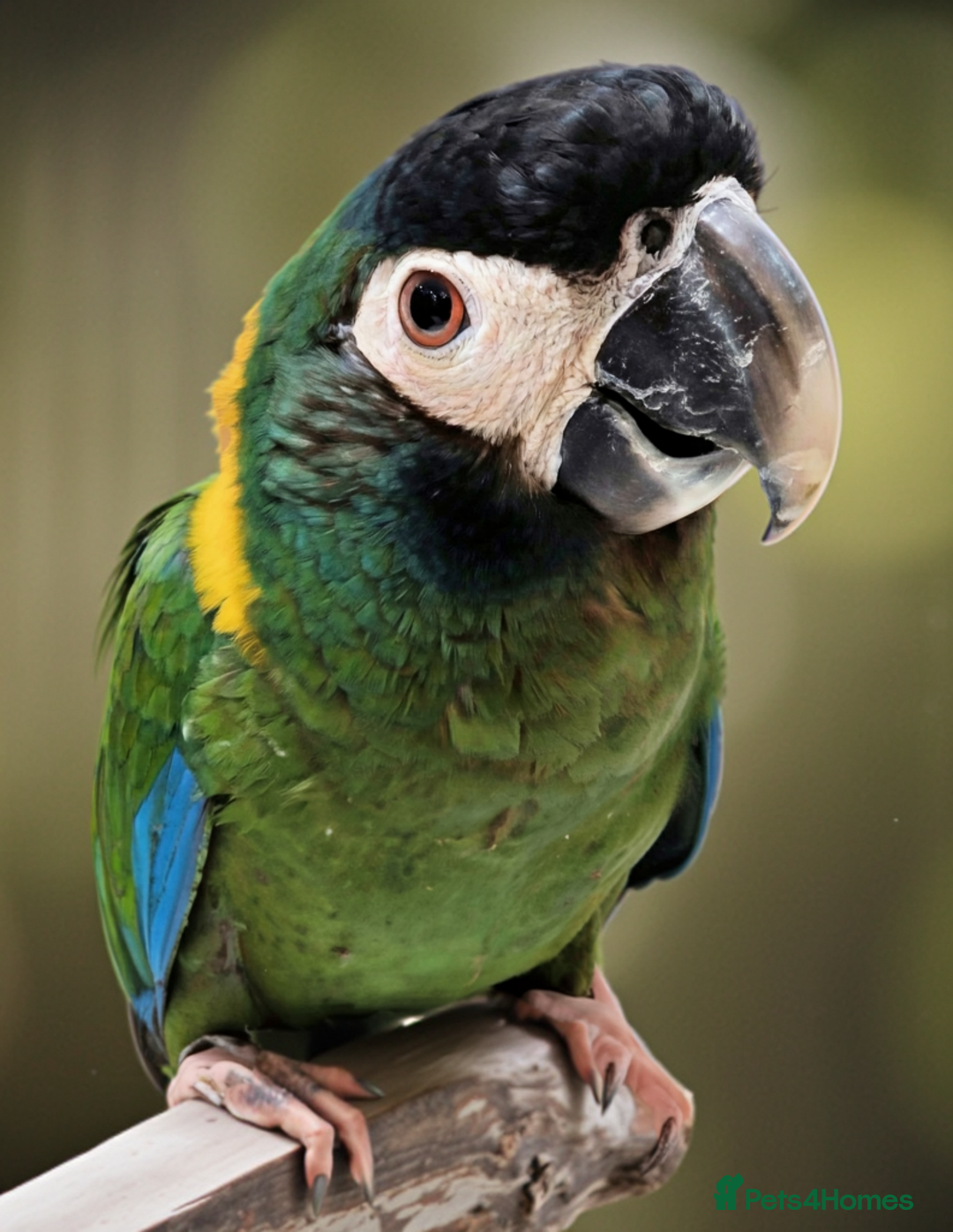 Macaws birds for sale: Golden collard Macaw Yellow collard Macaw  - Advert 23