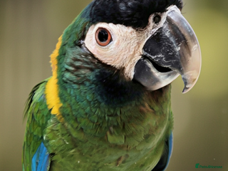Macaws birds Golden collard Macaw Yellow collard Macaw - Advert 3