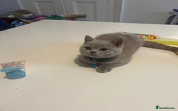 British Shorthair cats for sale: Beautiful  lilac and blue kittens 2 boys 1 girl - Image 8