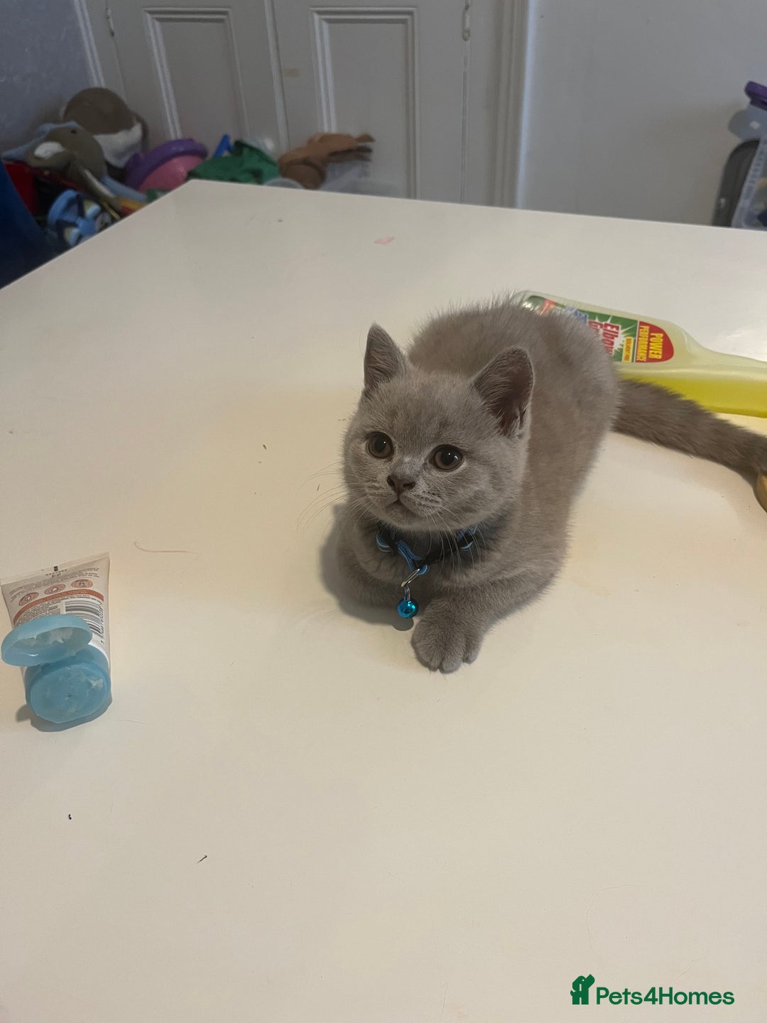British Shorthair cats for sale: Beautiful  lilac and blue kittens 2 boys 1 girl - Image 8