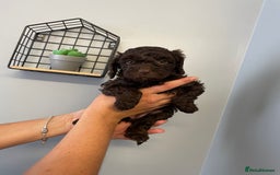 Cockapoo dogs for sale: Cockapoo puppies  - Image 11