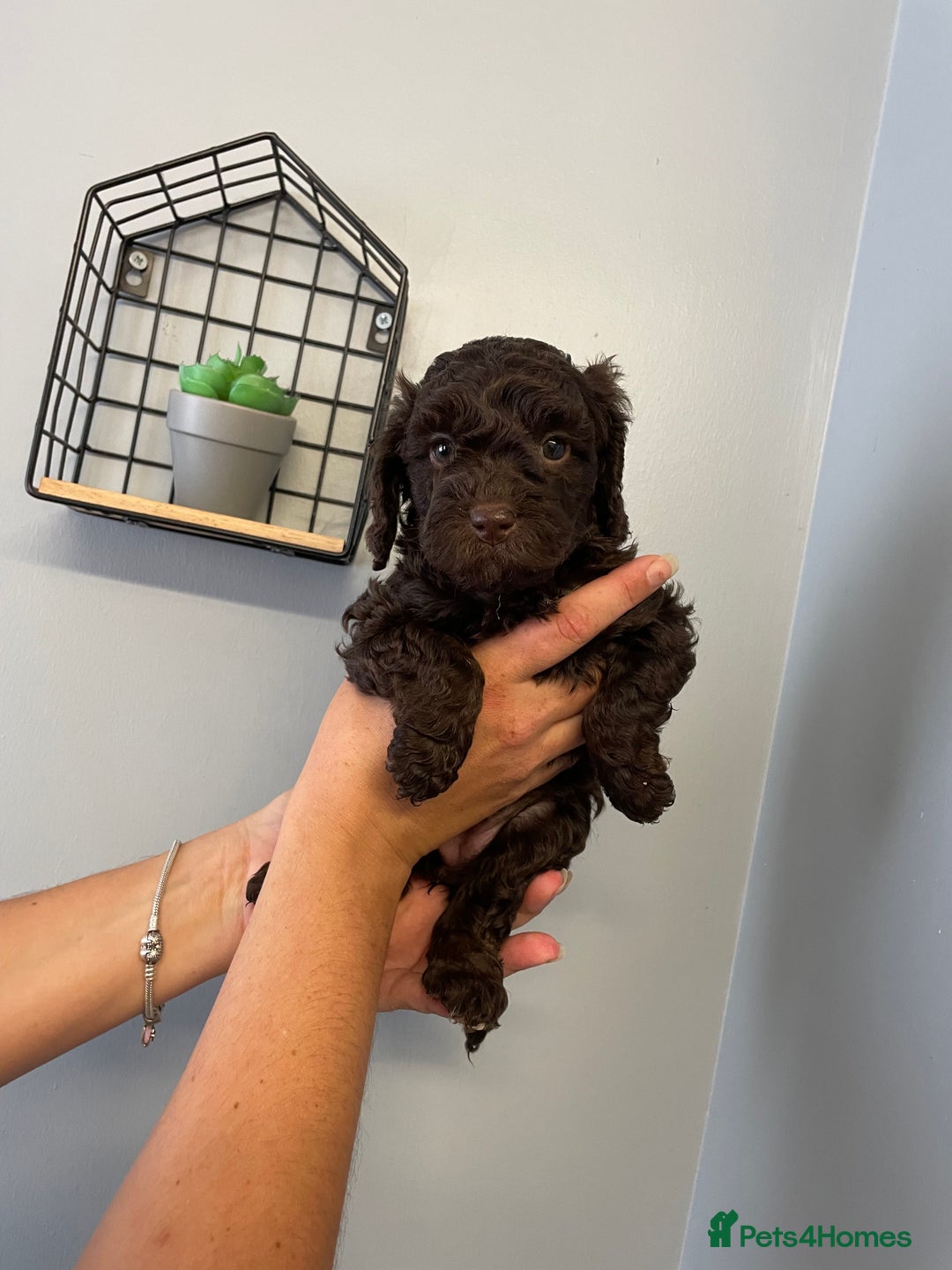 Cockapoo dogs for sale: Cockapoo puppies  - Image 11