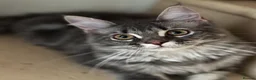 Maine Coon cats for sale: Beautiful GCCF Registered Maine Coon Kittens - Advert 6