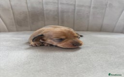 Miniature Dachshund dogs for sale: Gorgeous Long &short haired mini dachshund puppies - Image 19