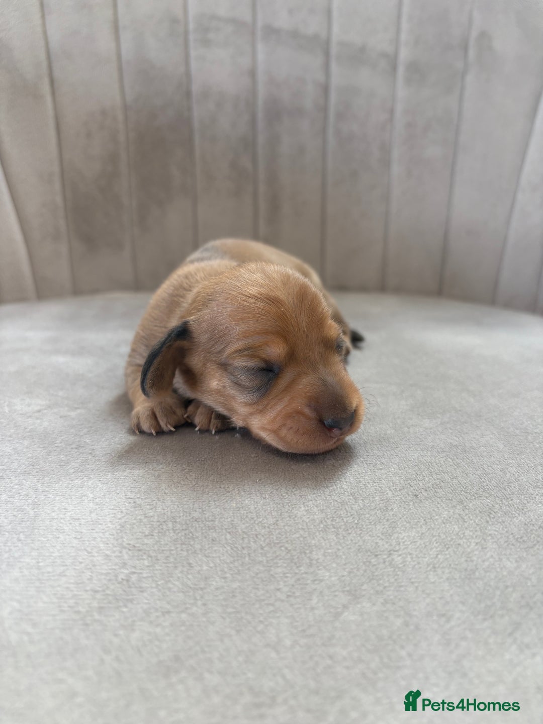 Miniature Dachshund dogs for sale: Gorgeous Long &short haired mini dachshund puppies - Image 19