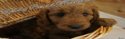 Mini Goldendoodle dogs for sale: Stunning home-bred F1 Goldendoodles,KC REG parents - Advert 2