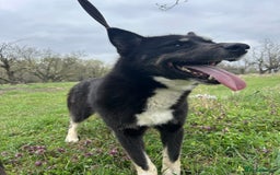 Mixed Breed dogs for adoption: Renato - Norwich Norfolk  - Image 18