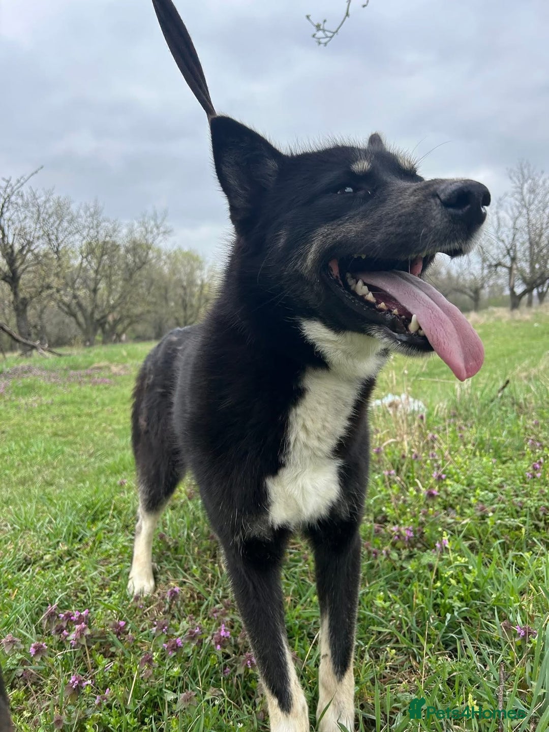 Mixed Breed dogs for adoption: Renato - Norwich Norfolk  - Image 18