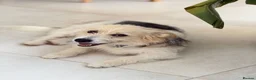 Mixed Breed dogs for adoption: Angel (Canan) – Could You Be Her Happy Ending? ❤️ - Advert 7