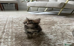 Mixed Breed cats for sale: Kittens available (3 girls & 1 boy) - Image 8