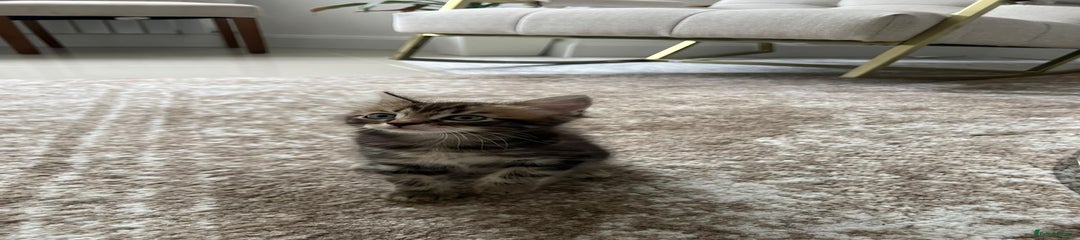 Mixed Breed Kitten 1