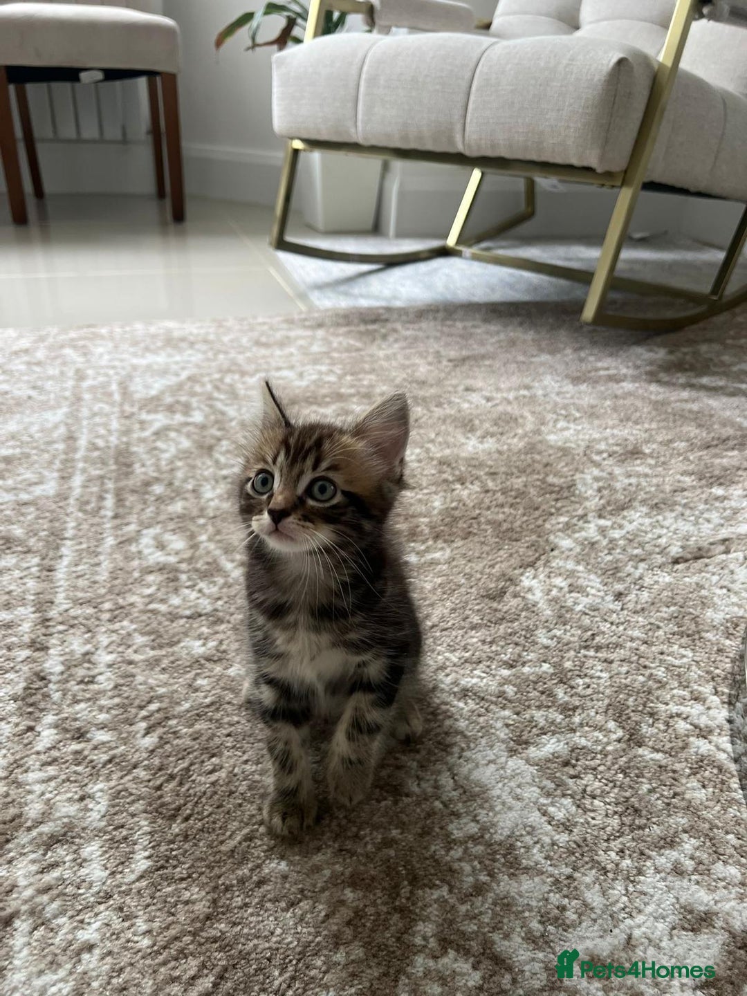 Mixed Breed cats for sale: Kittens available (3 girls & 1 boy) - Image 8