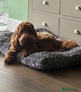Cockapoo dogs F1 Red Cockapoo PROVEN Stud-Extensively DNA Tested in Stafford - Advert 8