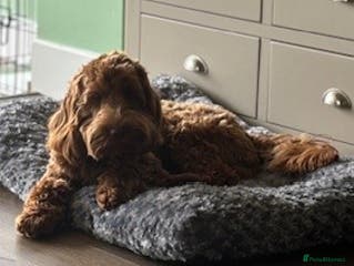 Cockapoo dogs F1 Red Cockapoo PROVEN Stud-Extensively DNA Tested in Stafford - Advert 21