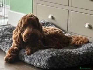 Cockapoo dogs F1 Red Cockapoo PROVEN Stud-Extensively DNA Tested in Stafford - Advert 13