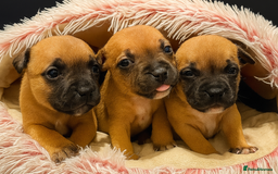 Staffordshire Bull Terrier dogs for sale: Champion bloodline Staffordshire Bullterrier Pups - Image 5