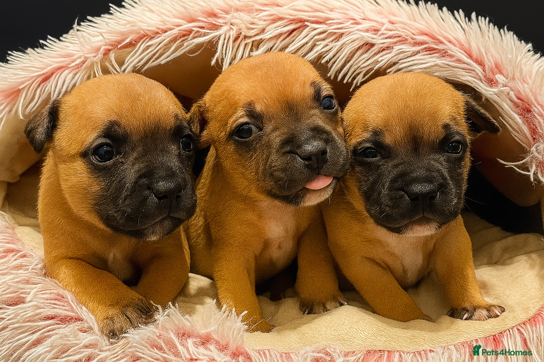 Staffordshire Bull Terrier dogs for sale: Champion bloodline Staffordshire Bullterrier Pups - Image 5