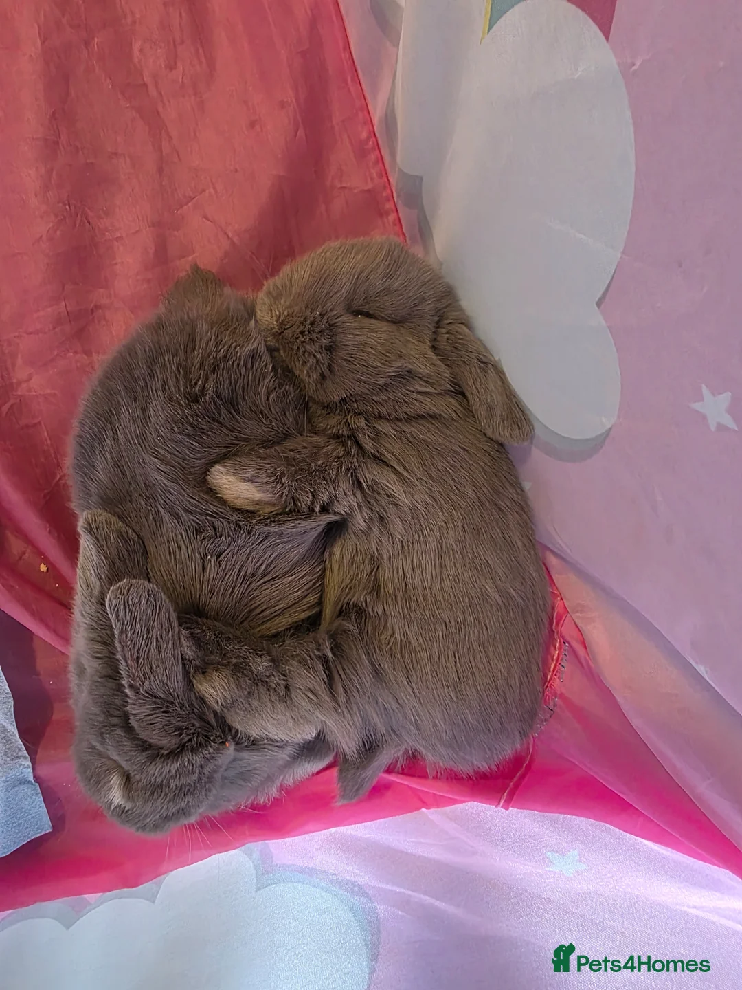 Mini Lop rabbits for sale: Mini Lop Rabbits for sale  in Tamworth - Advert 7