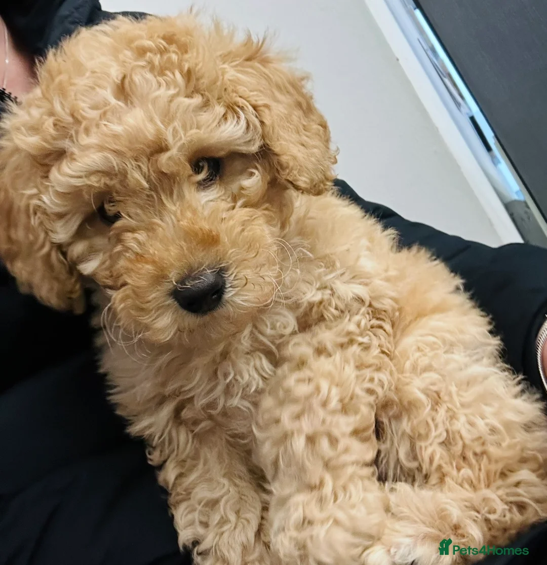 Miniature Poodle dogs for sale: 5 month old miniature poodle  in Consett - Advert 2