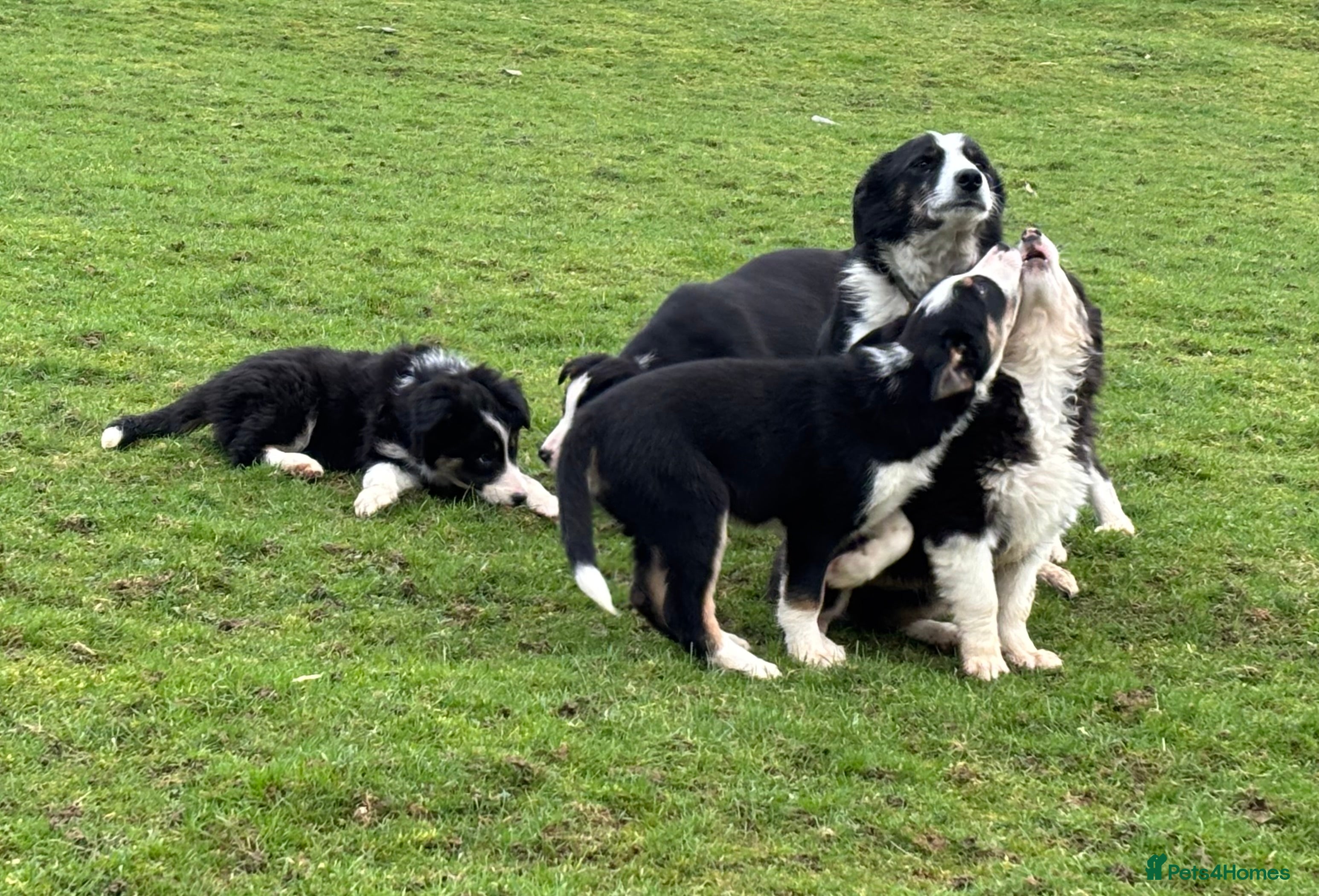 Border Collie dogs Border Collie Pups in Machynlleth - Advert 18