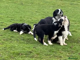 Border Collie dogs Border Collie Pups in Machynlleth - Advert 3