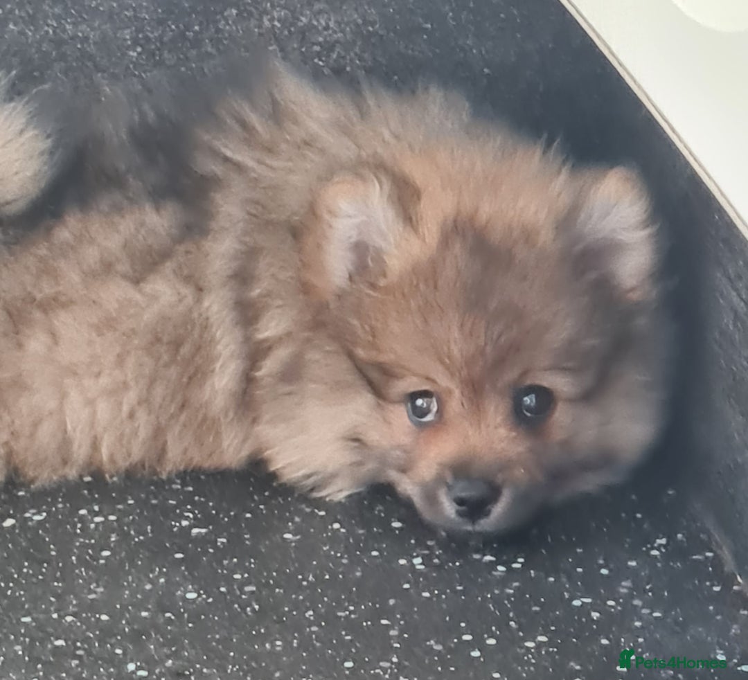 Mixed Breed dogs for sale: Ready now Pomeranian cross. ( Lapponian ) - Image 30