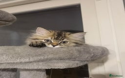 Napoleon cats for sale: 1 boy & 2 girls minuet kittens ready for new home - Advert 9