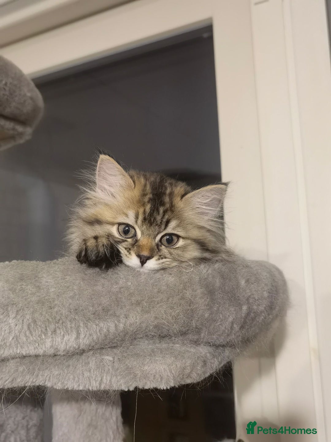 Napoleon cats for sale: 1 boy & 2 girls minuet kittens ready for new home - Advert 9