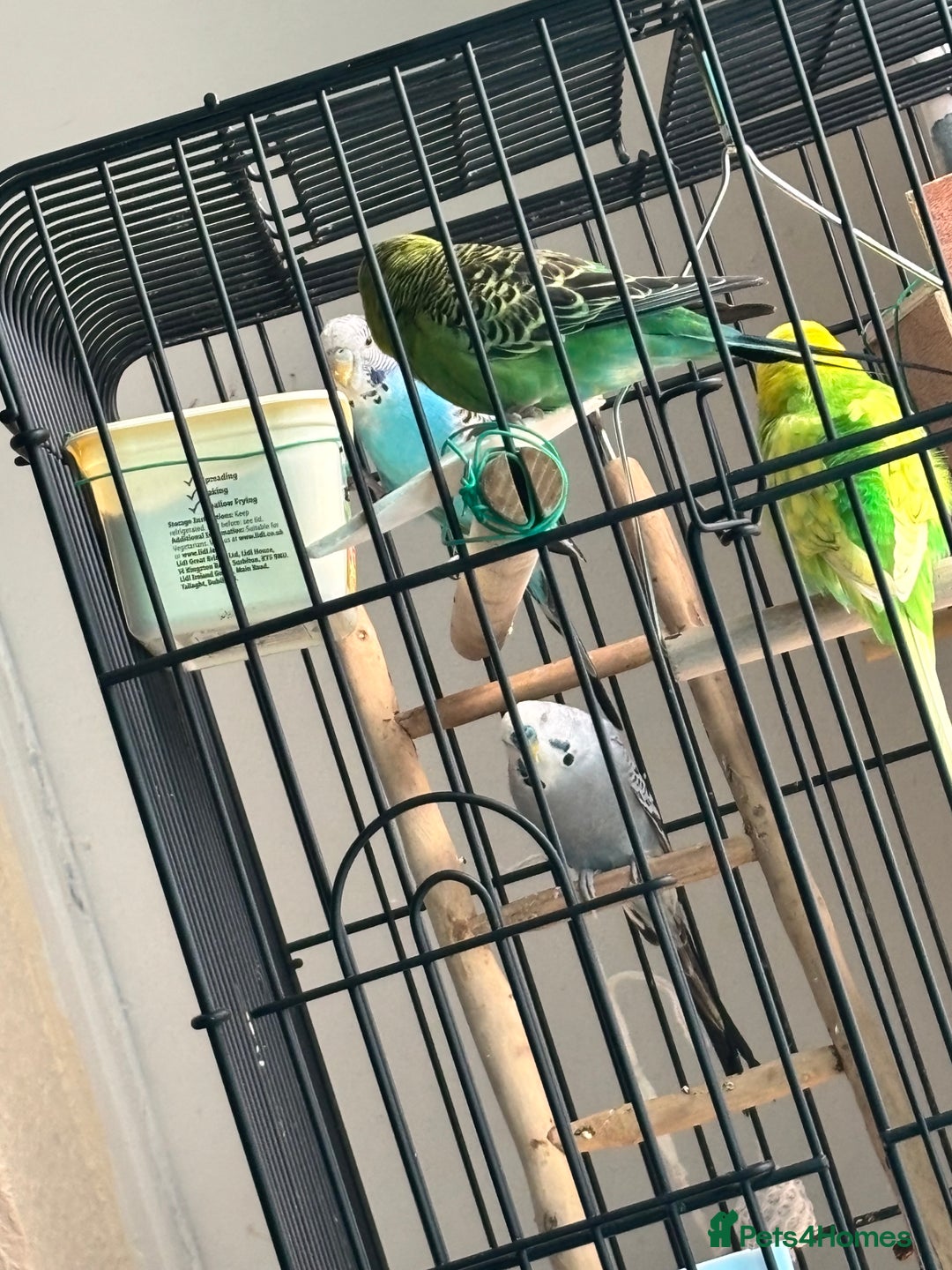 Budgerigars birds for sale: 4 Beautiful Budgies 2 Males 2 Females - Image 16