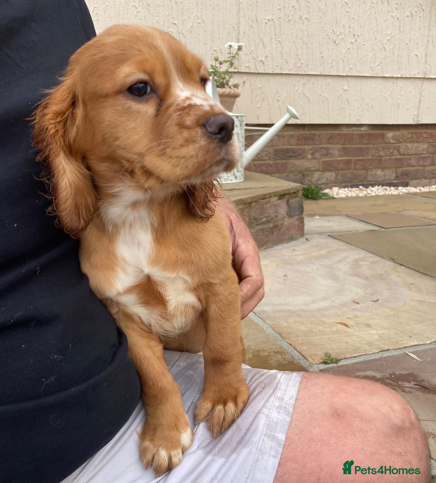 Cocker Spaniel dogs Female red cocker spaniel puppy - Advert 1