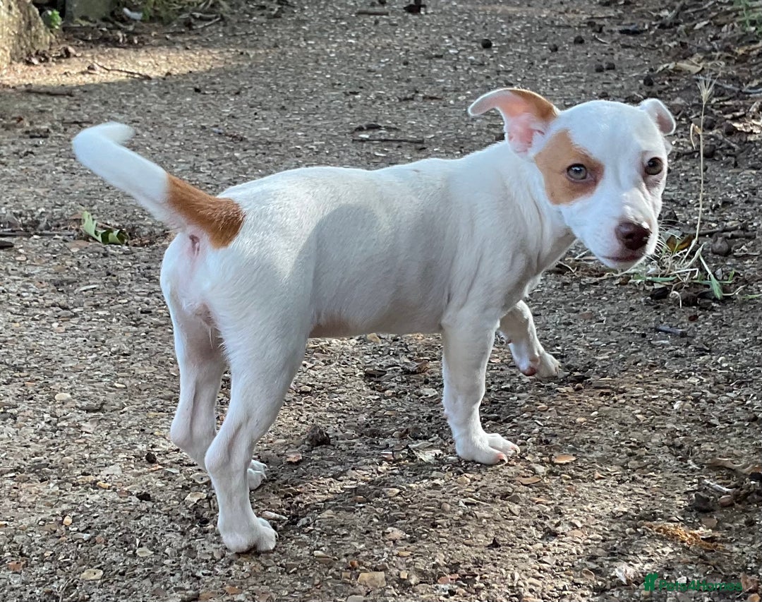 Jack Russell dogs for sale: NO MORE TIMEWASTERS in Huntingdon - Image 7