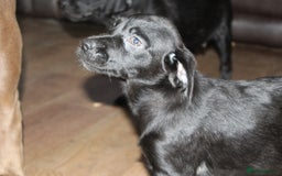 Labrador Retriever dogs for sale: Black Labrador Retriever Puppies - Image 22