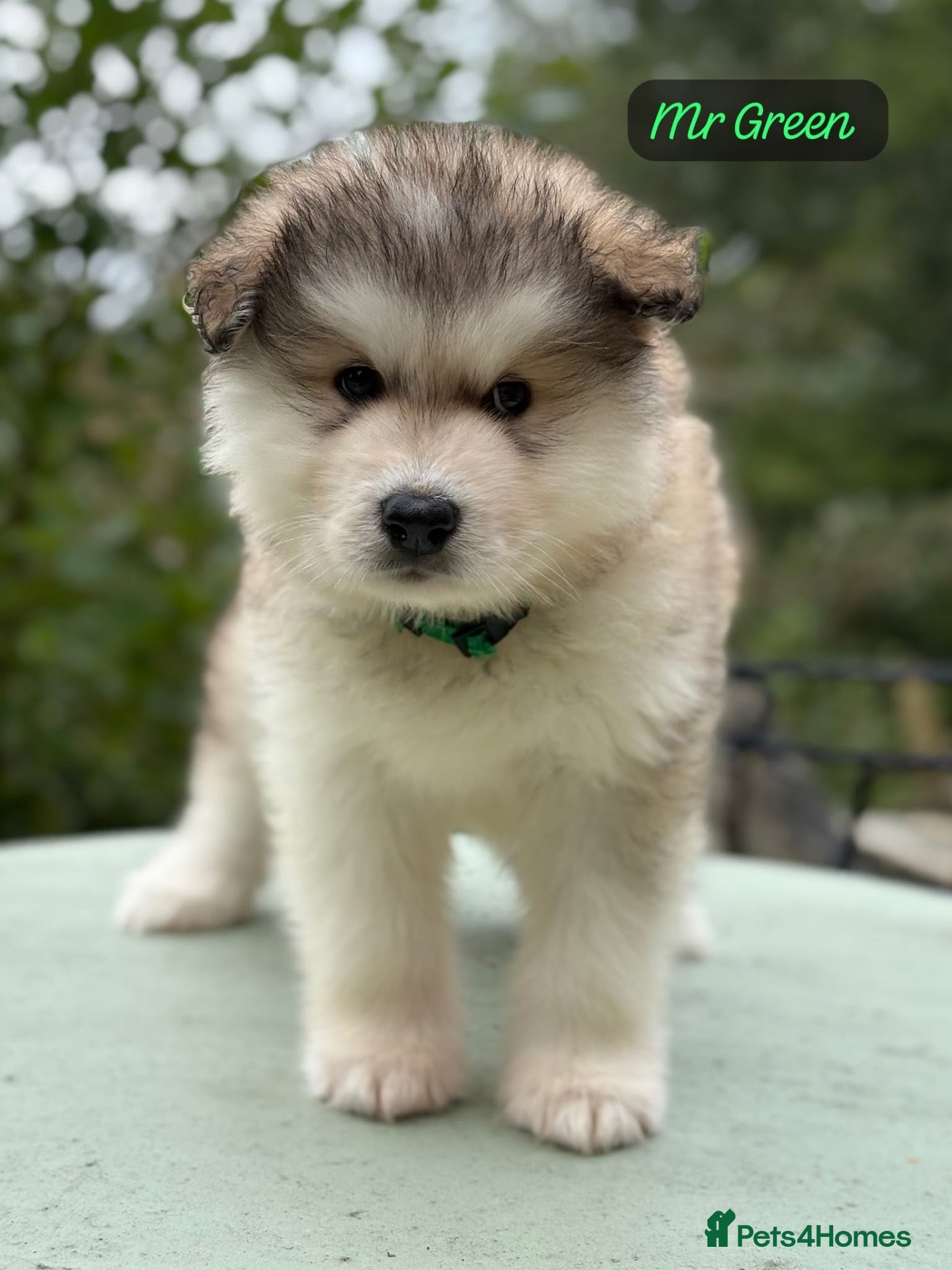 Alaskan Malamute dogs Champion line KC Reg Alaskan Malamute Pups  - Advert 1