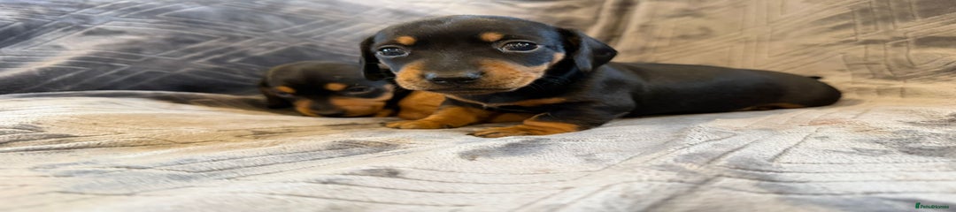 Miniature Dachshund Puppy 1